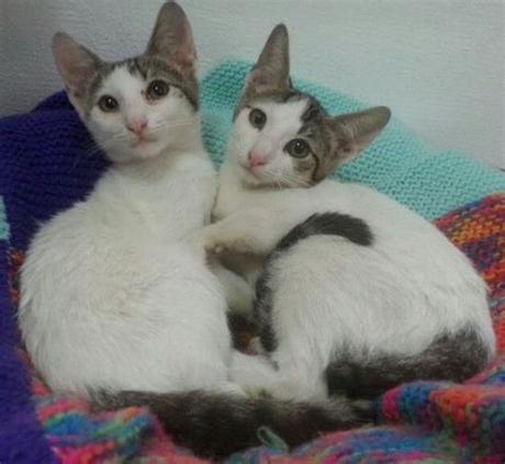 Our goal is to make good matches for both adopters and animals. Two rescue kittens for adoption | Somerton, Somerset ...