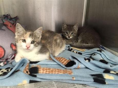 Take a look and see which one is right for you, and schedule an appointment to adopt today! Kittens Available for Adoption - Ledyard, CT Patch