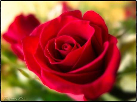 Hd to 4k quality, all ready for download! Red rose Free stock photos in jpg format for free download ...
