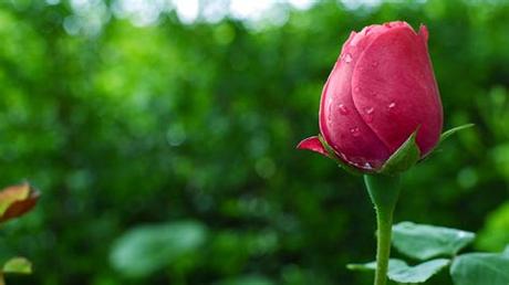 Photos and names of flowers. 35 Best Free Wallpaper to Download - The WoW Style