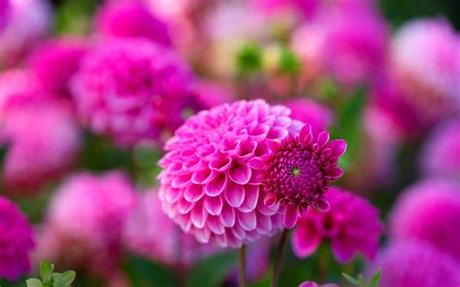 Flowers hd wallpapers in high quality hd and widescreen resolutions from page 2. Pink Dahlies Beautiful Flowers Pictures In Nature ...