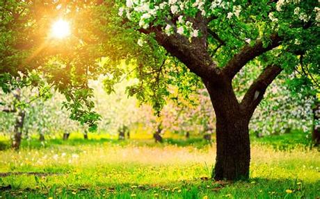 Pink flowering tree, landscape photo of forest, nature, trees. Beautiful Spring Nature Desktop Wallpaper - WallpaperSafari