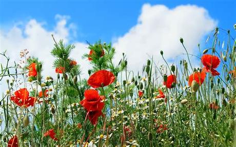 Also for mobile and tablet. field, Flowers, Nature Wallpapers HD / Desktop and Mobile ...
