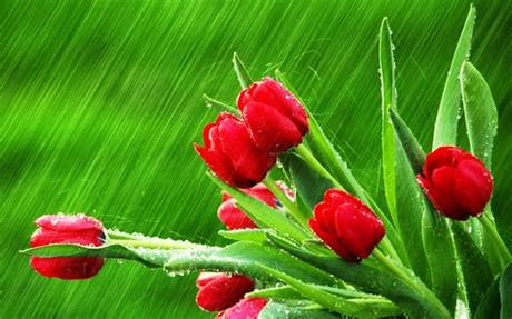 Download beautiful vivid and icy pics from our gallery and experience a relaxing feeling every time you look at your screen. photography, Nature, Plants, Flowers, Rain, Water Drops ...