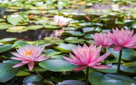 Support us by sharing the content, upvoting wallpapers on the page or sending your own background pictures. Water Lily Flowers Nature Flower Wallpaper Hd For Desktop ...