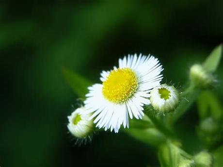 Flower Desktop Wallpaper Nature / Nature Flowers 1680x1050 Wallpaper