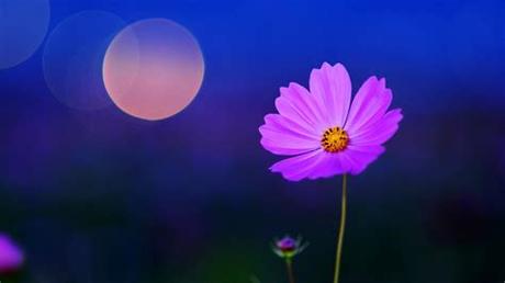 Nature has a calming effect on our mind and brings joy to. nature, Flowers, Macro, Cosmos (flower) Wallpapers HD ...