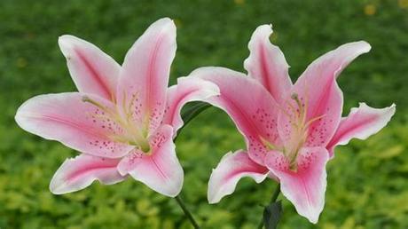 Over 224,894 birthday flowers pictures to choose from, with no signup needed. Lily Flowers Wallpapers High Quality | Download Free