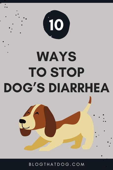 10 natural ways to stop dog's diarrhea