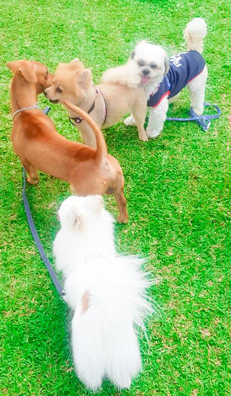 📸 Escobar The American Bully Loves the Small Dogs in Greenfield District Dog Park.