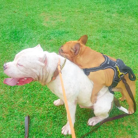 📸 Escobar The American Bully Loves the Small Dogs in Greenfield District Dog Park.