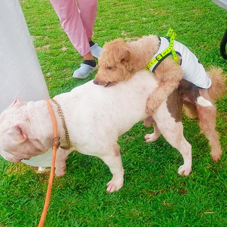 📸 Escobar The American Bully Loves the Small Dogs in Greenfield District Dog Park.