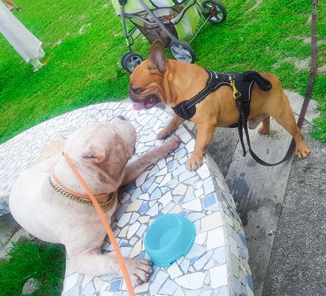 📸 Escobar The American Bully Loves the Small Dogs in Greenfield District Dog Park.