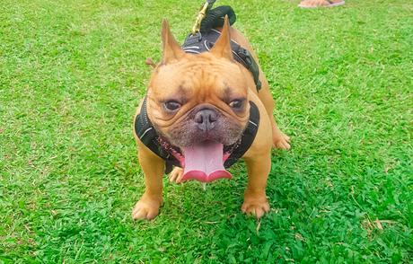 📸 Escobar The American Bully Loves the Small Dogs in Greenfield District Dog Park.