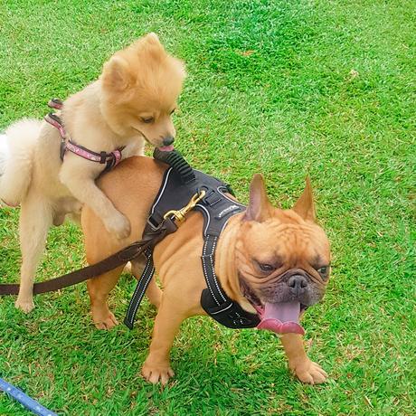 📸 Escobar The American Bully Loves the Small Dogs in Greenfield District Dog Park.