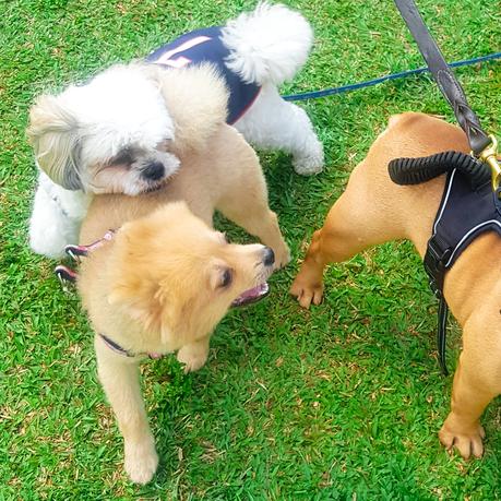 📸 Escobar The American Bully Loves the Small Dogs in Greenfield District Dog Park.