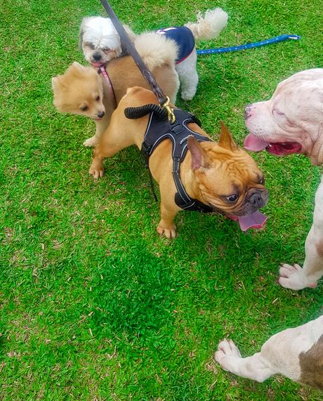 📸 Escobar The American Bully Loves the Small Dogs in Greenfield District Dog Park.