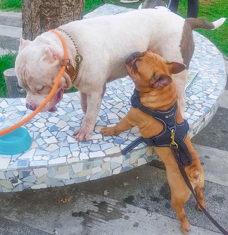 📸 Escobar The American Bully Loves the Small Dogs in Greenfield District Dog Park.