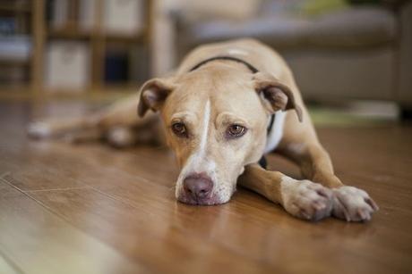 How to Tell if Your Dog is in Pain and How to Deal With It