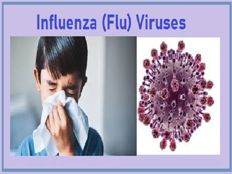 Herbal Remedies for Influenza