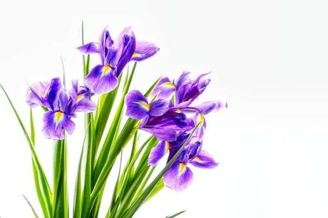 Do Iris Flowers Change Color?
