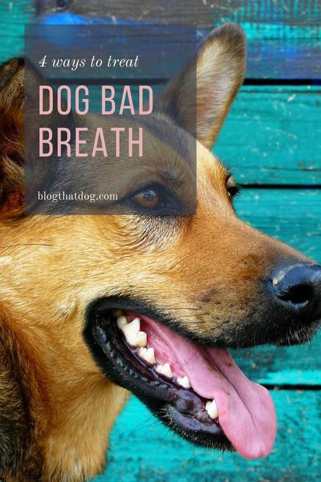 4 ways to treat bad dog breath naturally