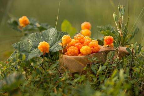 Cloudberries in Finnish Lapland – everything that you need to know