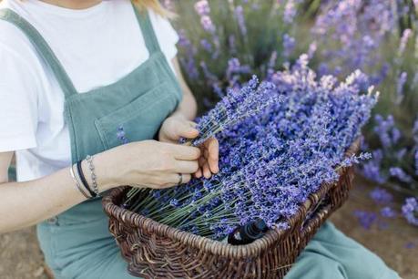lavender farms