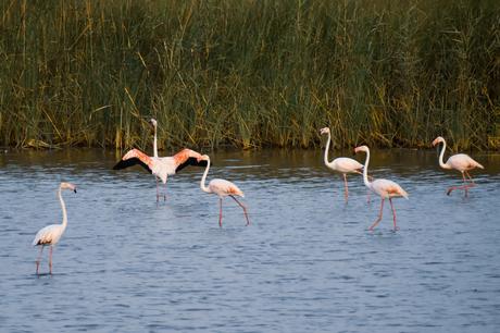 Pelicans, Flamingos, Egrets and the Green Bee Eater