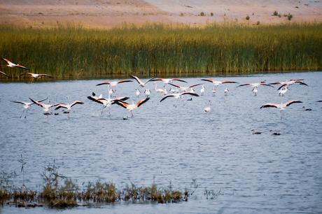 Pelicans, Flamingos, Egrets and the Green Bee Eater
