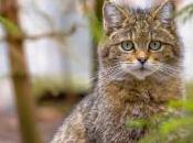 Biodiversity: MEPs Demand Binding Targets Protect Wildlife People News European Parliament