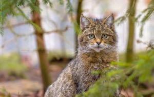 Biodiversity: MEPs demand binding targets to protect wildlife and people | News | European Parliament
