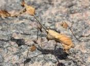Dead Leaf Mantis [Haibun]
