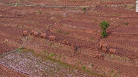 Elephant herd walking miles in China .. ..