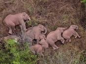 Elephant Herd Walking Miles China
