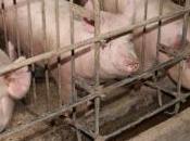 MEPs Endorse Citizens’ Call Gradual Caged Farming News European Parliament