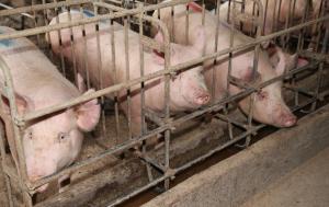 MEPs endorse EU citizens’ call for gradual end to caged farming | News | European Parliament