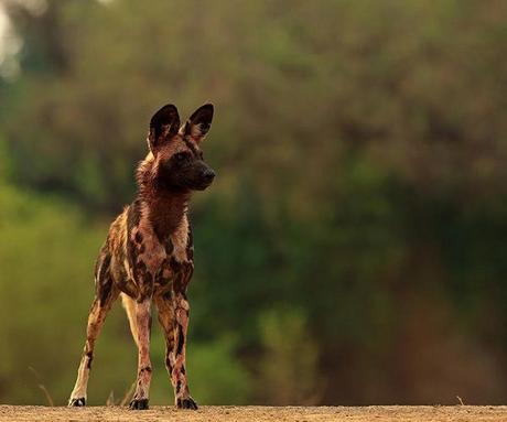 Best safari camps to see wild dogs