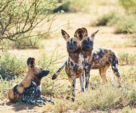 Best safari camps to see wild dogs