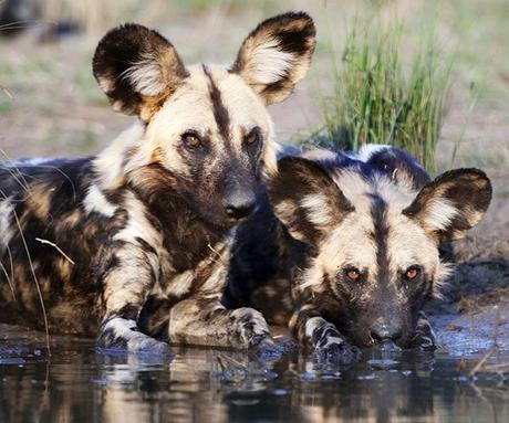 Best safari camps to see wild dogs