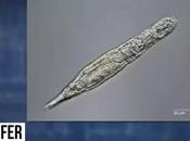 Tiny Creatures Called Rotifers Wake After 24,000 Years