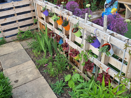 A day for collecting our bounty down the allotment