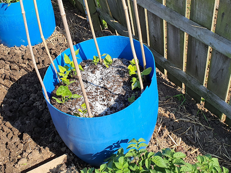 You know it is going to be a good day down the allotment when......