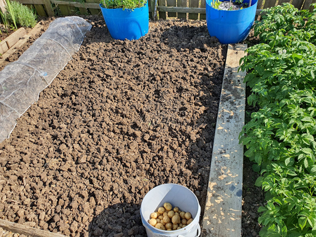 You know it is going to be a good day down the allotment when......