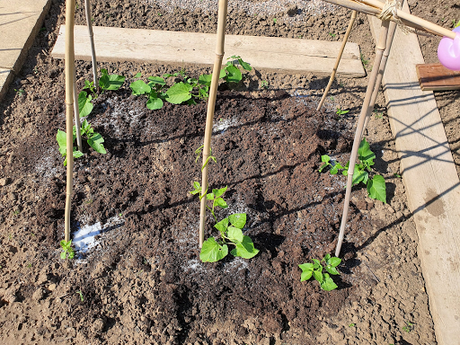 You know it is going to be a good day down the allotment when......