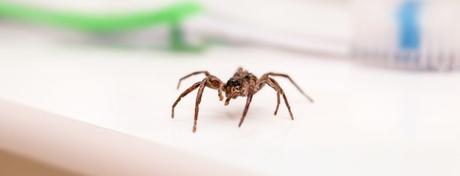 How To Keep Spiders Away – 19 Natural Methods