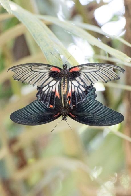 Contains butterflies Contains butterflies