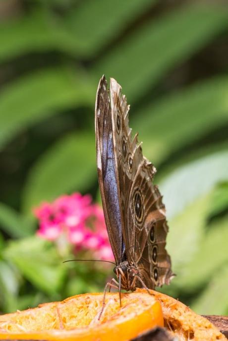 Contains butterflies Contains butterflies