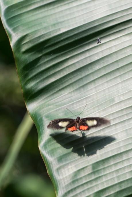 Contains butterflies Contains butterflies