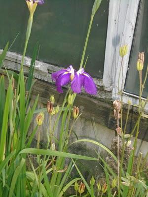 Japanese Iris, Hollyhock, and Clematis